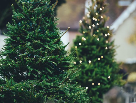 كيفية اختيار شجرة عيد الميلاد الحية للعام الجديد