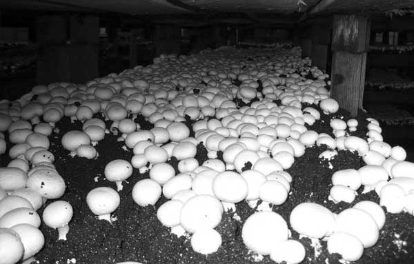 Comment faire pousser des champignons à la maison