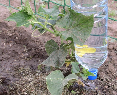 Irrigação por gotejamento de pepinos usando uma garrafa