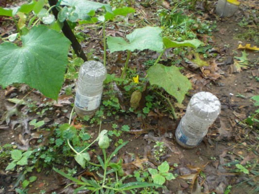 Irrigação por gotejamento de pepinos usando uma garrafa de plástico