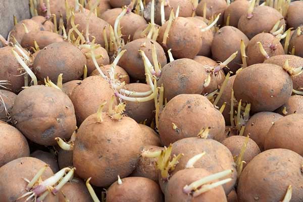 Kartoffelknolde til plantning
