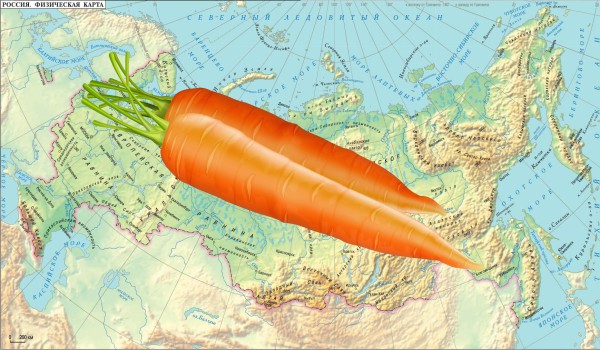 Quand pouvez-vous semer des carottes au printemps