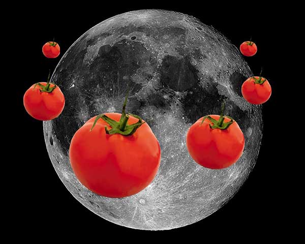 Quand planter des tomates selon le calendrier lunaire