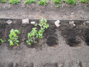Kdy zasadit sazenice rajčat na otevřeném terénu