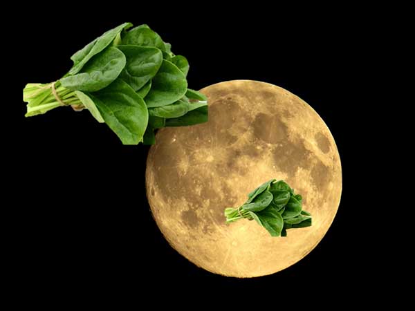 Quando piantare gli spinaci in piena terra secondo il calendario lunare