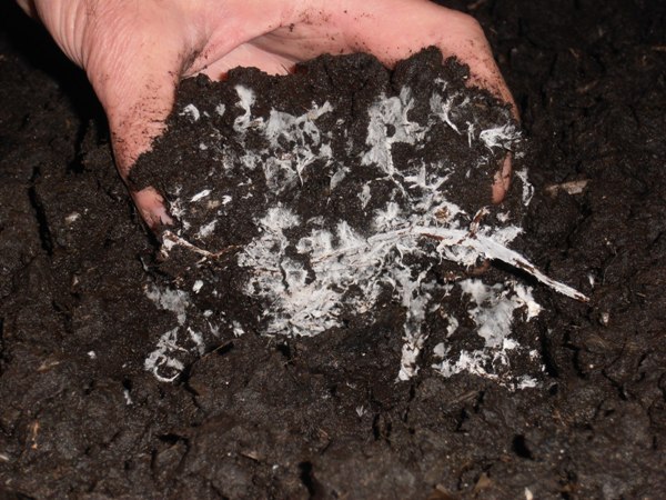 Compost de mycélium de champignons