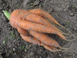 Knorrige Karotten