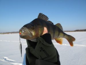 Pêche à la perche en hiver avec une cuillère