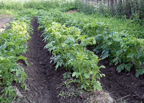 Vieta kartupeļu audzēšanai holandiešu veidā