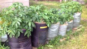 Lloc per cultivar patates en bosses