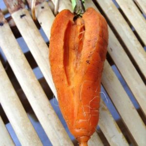 Karotten knacken