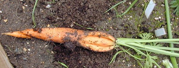 Cà rốt đang nứt trên mặt đất