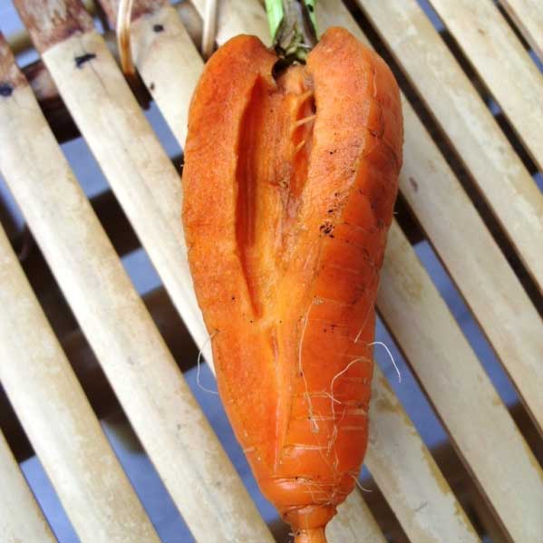 Carrots are cracking