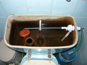 Bloodworm dans la citerne des toilettes