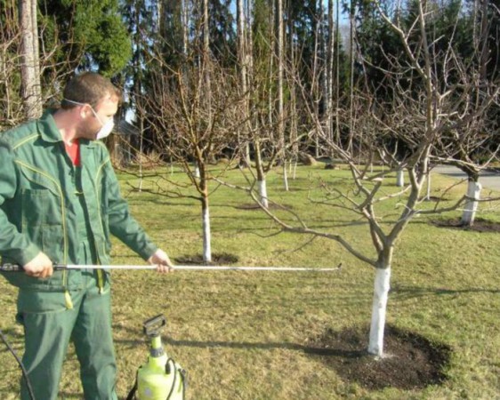 Третиране на прасковени дървета през пролетта от болести и вредители