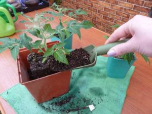 Transfert de plants de tomates
