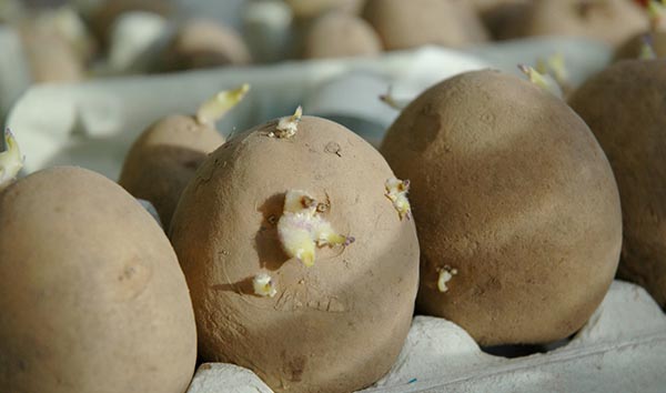 Příprava brambor na výsadbu pomocí holandské technologie