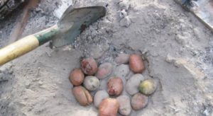 Forberedelse af kartofler til plantning til hø