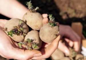 تحضير درنات البطاطس للزراعة في أكياس