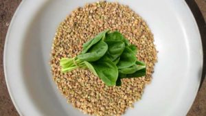 Preparing spinach seeds for outdoor planting