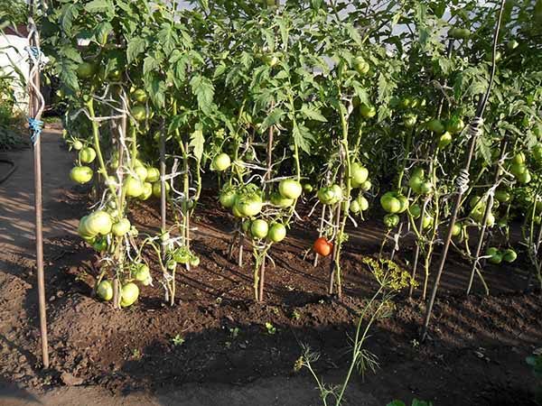Binda tomater till ett enda stöd