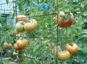 Garter tomatoes on a grid