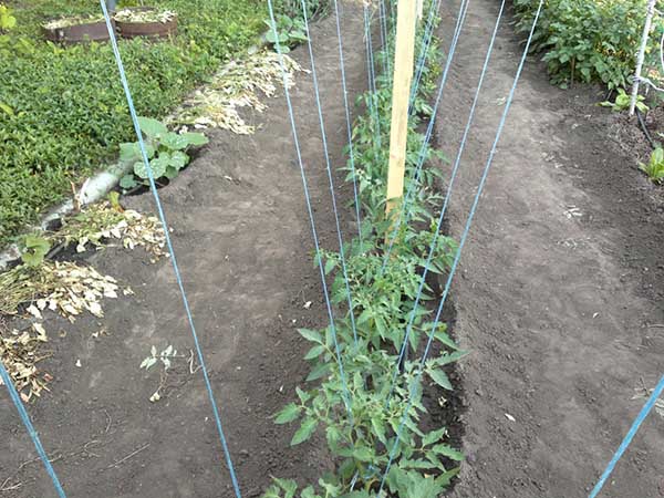 Garter tomatoes in the open field