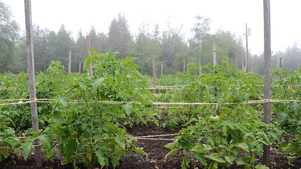 Amarrando tomates em treliças horizontais em campo aberto