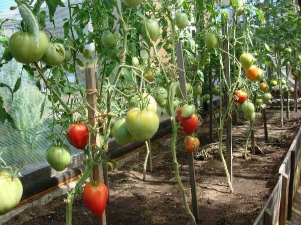 Tomates jarretière sur piquets individuels