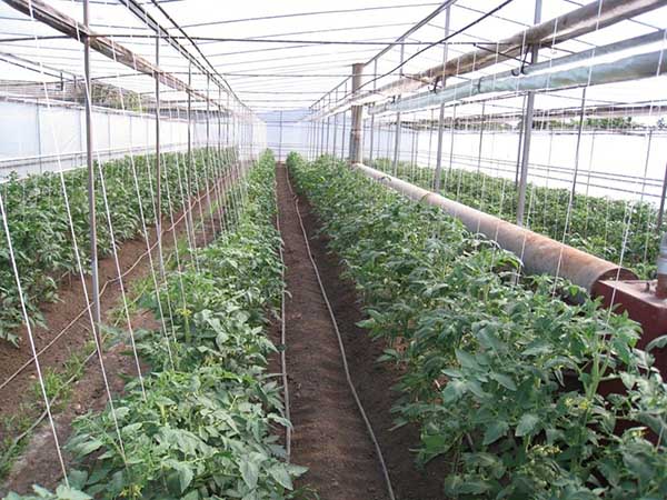 Podvazková rajčata na svislých mřížích ve skleníku
