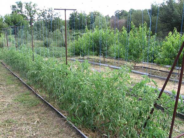 Binda tomater på vertikala galler på det öppna fältet