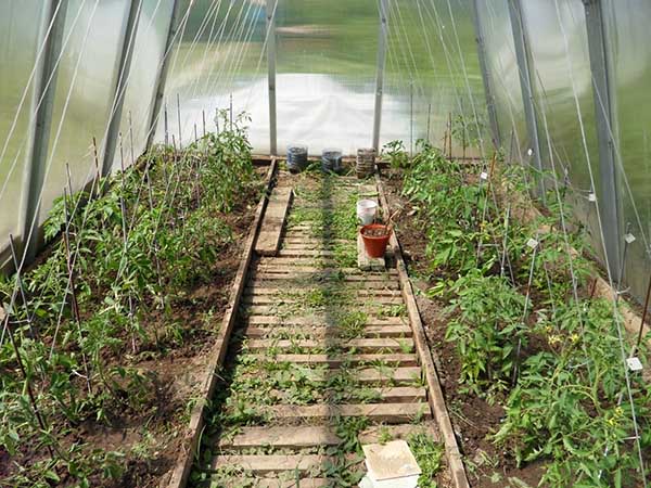 Podväzkové paradajky v skleníku