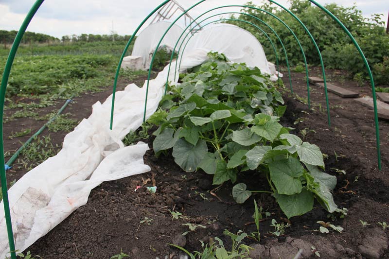 Bevattna gurkor i växthuset och i det öppna fältet