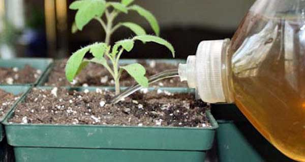 Bevattna tomatplantor med jodlösning
