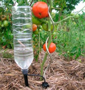 Tomaten mit Flaschen gießen