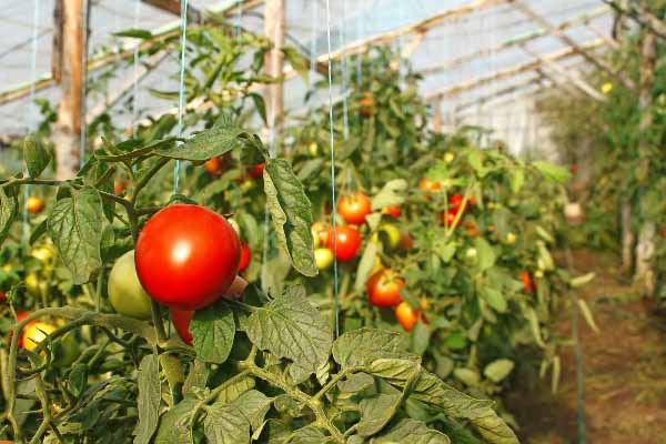 Vanning av tomater under frukting
