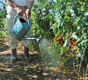 Tưới nước cho cà chua cao