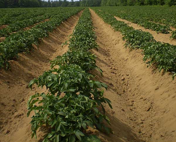 Plantarea cartofilor în olandeză