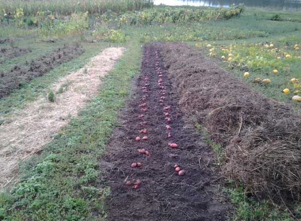 Plantando batatas sob palha