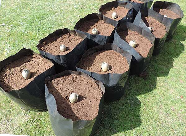 Planter des pommes de terre dans des sacs