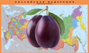 Plantio de ameixa na região de Moscou, região do Volga, Urais e Sibéria