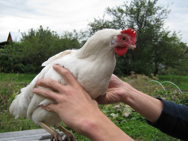 إرشادات خطوة بخطوة لقص الأجنحة في الدجاج