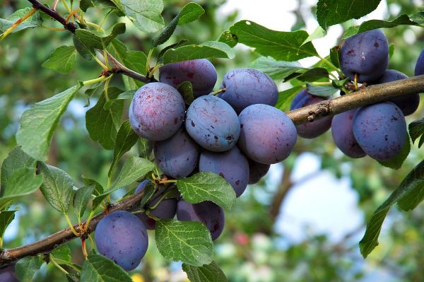 Une taille correcte des prunes est la clé d'une bonne récolte