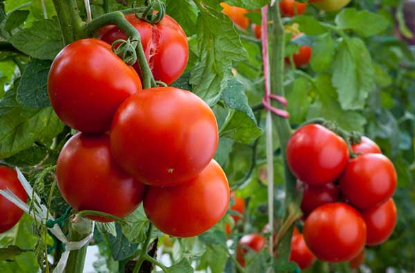 Výhody podvazkových rajčat