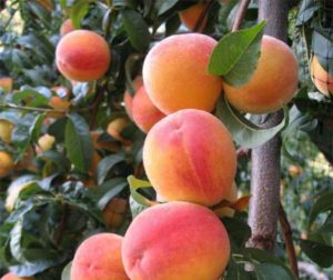 Benefits of grafting apricot