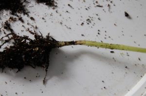 Reasons for the appearance of a black leg in tomato seedlings