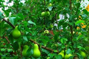 Αχλάδι που μοσχεύει σε μια μηλιά