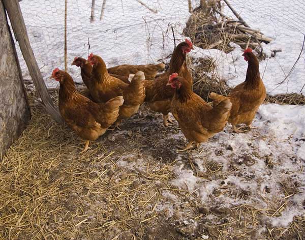 Marche des poulets en hiver