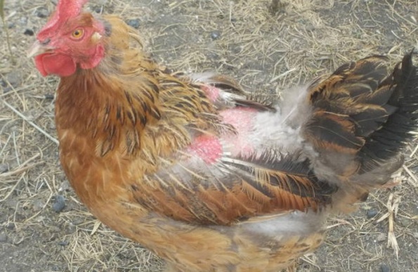 Downy eater in chickens