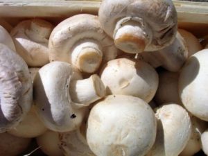 Récolter des champignons faits maison